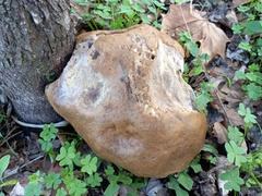 Leccinum duriusculum