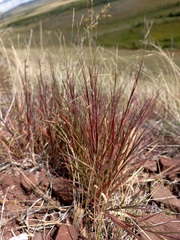 Cleistogenes squarrosa