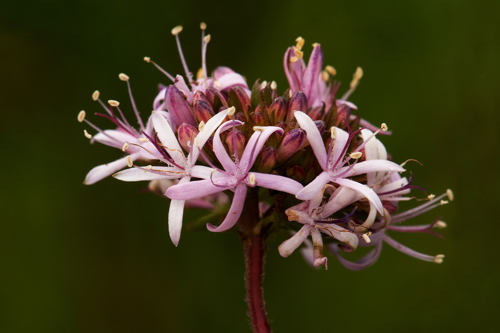 Otiophora