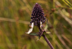 Coleus kirkii image