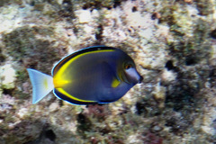 Acanthurus japonicus