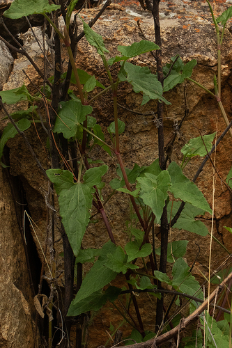 Polygonaceae image