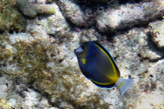 Acanthurus japonicus