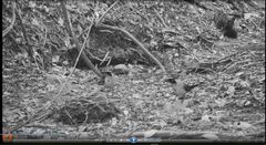 Momotus subrufescens