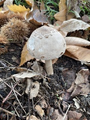 Chlorophyllum rhacodes