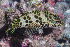 Epinephelus merra