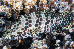 Epinephelus merra