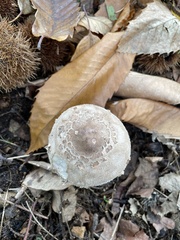 Chlorophyllum rhacodes