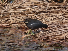 Gallinula chloropus meridionalis