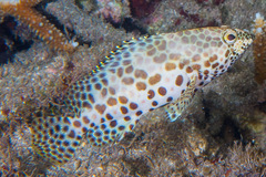 Epinephelus merra