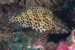 Epinephelus merra