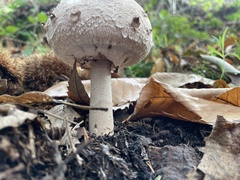 Chlorophyllum rhacodes