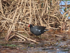 Gallinula chloropus meridionalis