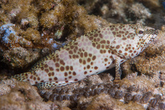 Epinephelus merra