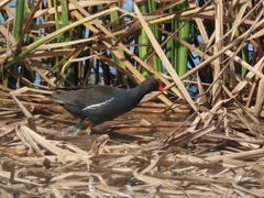 Gallinula chloropus meridionalis