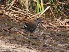 Gallinula chloropus meridionalis