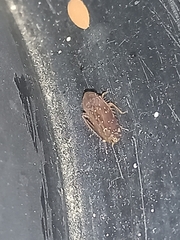 Neoaliturus fenestratus