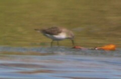 Calidris minutilla