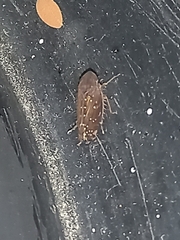 Neoaliturus fenestratus