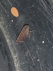 Neoaliturus fenestratus