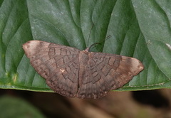 Emesis condigna