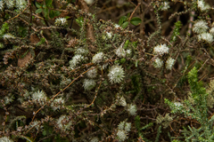 Schizomyia scheppigi