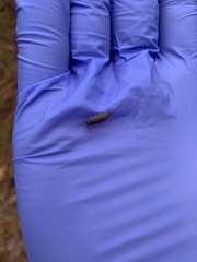 Holoverticata