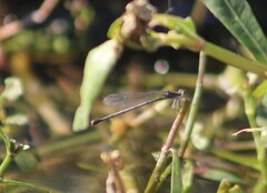 Argia immunda