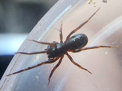 Oedignatha