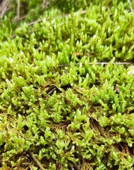 Hypnum cupressiforme