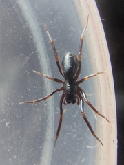 Oedignatha