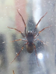 Oedignatha