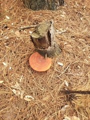 Fomitopsis schrenkii