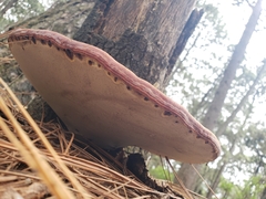 Fomitopsis schrenkii