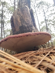 Fomitopsis schrenkii