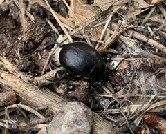 Timarcha goettingensis