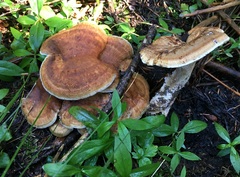 Sarcodon stereosarcinon