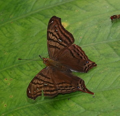 Hypanartia dione