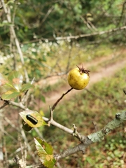 Crataegus mexicana