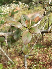 Crataegus mexicana