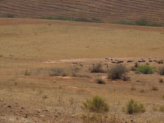 Anthropoides paradiseus