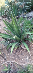 Agave difformis