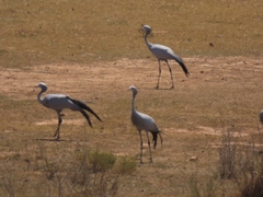 Anthropoides paradiseus