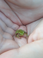 Hyla sarda