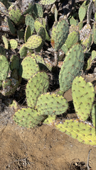Opuntia littoralis