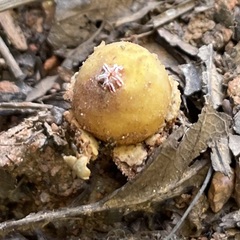 Calostoma lutescens