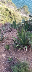 Agave difformis