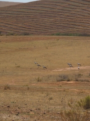 Anthropoides paradiseus