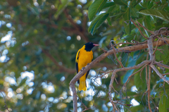 Oriolus xanthornus