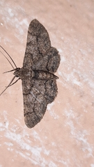 Cleora injectaria